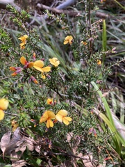 Pultenaea juniperina
