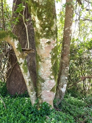 Dendrocnide excelsa