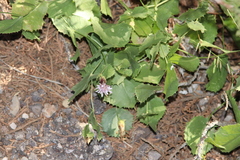 Acourtia nana