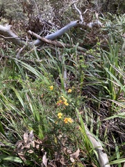 Pultenaea juniperina