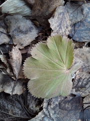 Alchemilla