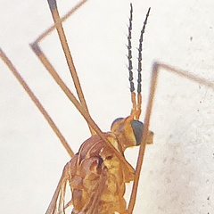 Nephrotoma suturalis