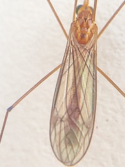 Nephrotoma suturalis