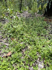 Marianthus bignoniaceus