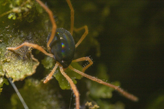 Eriorhynchidae