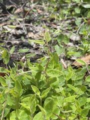 Marianthus bignoniaceus