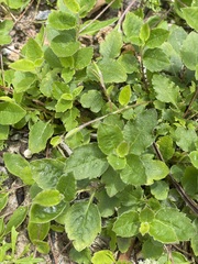 Marianthus bignoniaceus