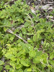Marianthus bignoniaceus