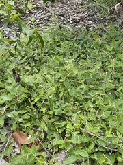 Marianthus bignoniaceus