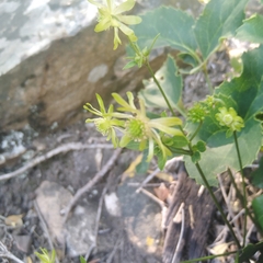 Knowltonia vesicatoria