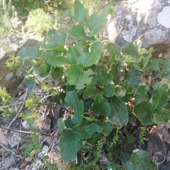 Knowltonia vesicatoria