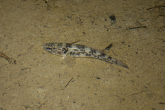 Gobiomorphus cotidianus