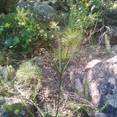Knowltonia vesicatoria