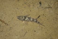 Gobiomorphus cotidianus