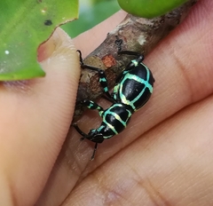 Pachyrhynchus jitanasaius