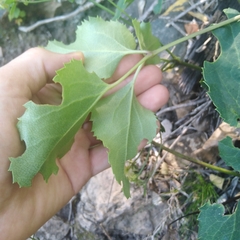 Knowltonia vesicatoria