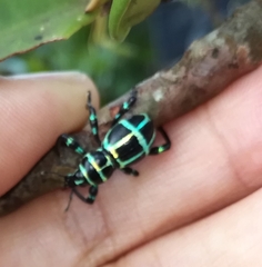 Pachyrhynchus jitanasaius