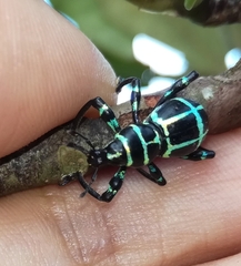 Pachyrhynchus jitanasaius