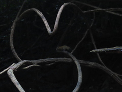 Callosciurus caniceps