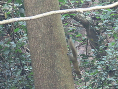 Callosciurus caniceps