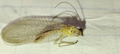 Chrysoperla carnea