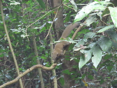 Callosciurus caniceps