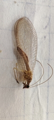 Chrysoperla carnea