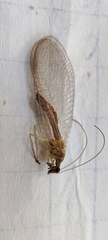 Chrysoperla carnea