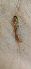 Chrysoperla carnea