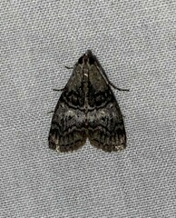 Pococera asperatella