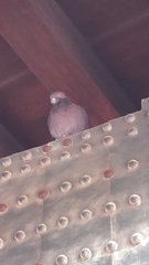 Columba livia domestica