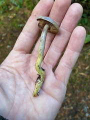 Gymnopilus punctifolius
