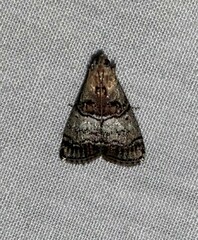 Pococera asperatella