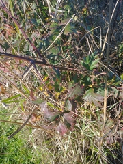 Rubus laciniatus