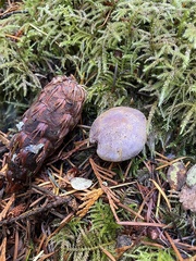 Gymnopilus punctifolius