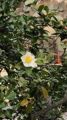 Camellia sasanqua