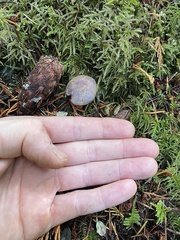 Gymnopilus punctifolius