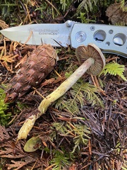 Gymnopilus punctifolius