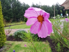 Cosmos bipinnatus