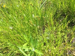 Carex scoparia