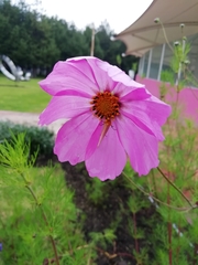 Cosmos bipinnatus