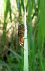 Limnephilus extricatus