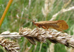 Limnephilus politus