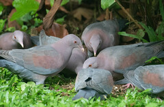 Patagioenas flavirostris