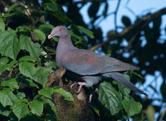 Patagioenas flavirostris