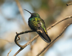 Anthracothorax prevostii