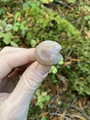 Gymnopilus punctifolius