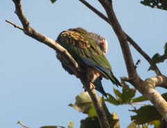 Pionus senilis