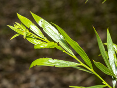 Acacia verniciflua