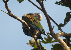 Pionus senilis